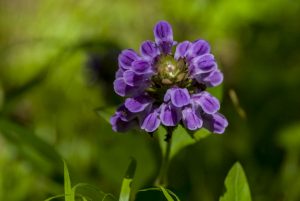 US: Oregon, Columbia River Basin, Columbia River Gorge,  Eagle Creek Trail, purple flower