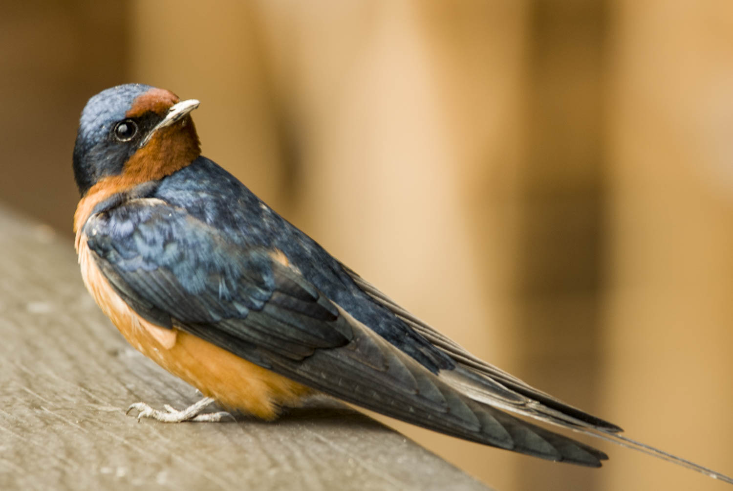 Canada:  British Columbia, Yoho National Park, in Canadian Rocky Mountains, barn swallow (Hirundo rustica)