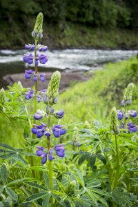 USA: Washington, Columbia River Basin, White Salmon River and former Northwestern Lake - now Northwestern Park, 3 years after 2011 Condit Dam removal, wild lupine