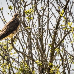 USA:  Washington,  Columbia River Basin, Snake River Basin, Palouse Valley raptor, immature Swainson's Hawk (Buteo swainsoni)