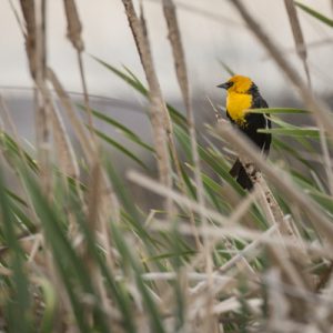 USA: Oregon, Columbia River Basin, Irrigon, yellow-headed blackbird ((Xanthocephalus xanthocephalus)
