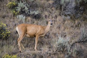 US:  Washington, Columbia River Basin, Yakima River Canyon, female white-tailed deer (Odocoileus virginianus)