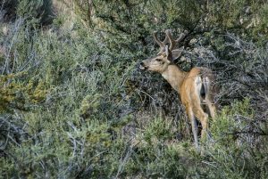 US:  Washington, Columbia River Basin, Yakima River Canyon, young white-tailed deer, buck with horns (Odocoileus virginianus)