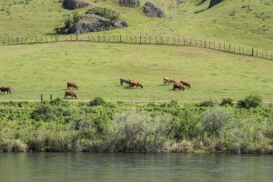 USA: Idaho,  Columbia River Basin, Snake River Basin, Lewiston, Clearwater River (Snake R tributary), cattle grazing