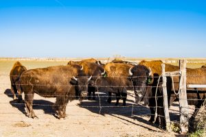 USA: Texas, Hereford, Buffalo Springs Road, farmed bison  ("Bison bison")