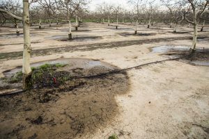 USA: California, Central Valley, Vernalis, off Rt 132, orchard being watered by drip irrigation