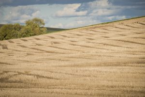 USA:  Washington, Columbia and Snake River Basins, Palouse Valley, harvested field with tractor marks