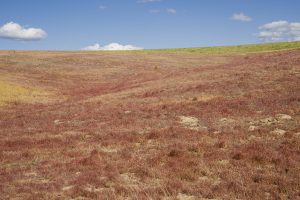 USA:  Washington,  Columbia River Basin, Snake River Basin, Palouse Valley, "raspberry" grass on Pasco-Kahlotus Road dryland farming