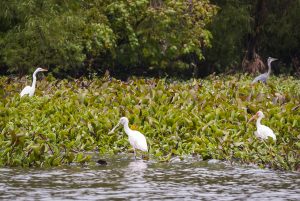 USA:  Louisiana, the Atchafalaya Basin, waterway north of I-10, L-R: Great Egret (American egret), roseate spoonbill, white ibis, great blue heron