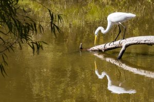 USA:  Louisiana, Baton Rouge, Bluebonnet Swamp, breeding Great Egret (aka American Egret, Casmerodius albus) on log, fishing, with reflection