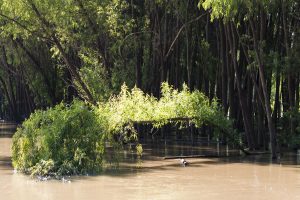 USA:  Louisiana,  Lower Mississippi River Basin, Vidalia, river canoeist Adam Elliot (MR) on the Old River oxbow of the MIssissippi River in the Quapaw Canoe Company/Outpost Natchez (MPR)