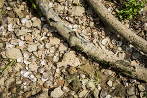 USA: Tennessee, Appalachia, Kingsport, fresh water clams on bank of South Fork of the Holston River, freshwater mussels on riverbank