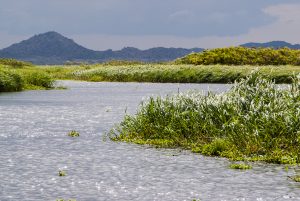 Tanzania:  No Water No Life Mara River Expedition, Kirumi, Mara River, Masurua Swamp, marsh grass