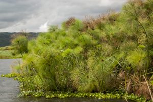 Tanzania:  No Water No Life Mara River Expedition, Kirumi, Mara River, Masurua Swamp, papyrus and water hyacinth