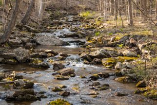 USA:  New Jersey, Tewksbury Township, Mountainville, Guinea Hollow Stream, early spring