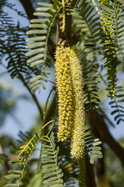 Africa:  Kenya; North Rift District, Turkana Land, Lodwar, bloom on prosopis tree, invasive that clogs riverbeds, estuaries and even agricultural fields in the Lake Turkana Basin