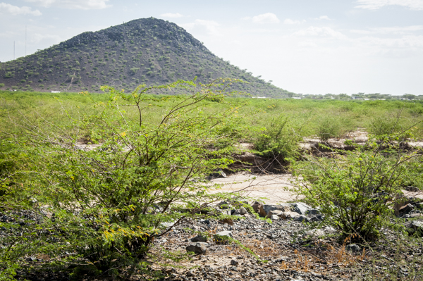 Africa:  Kenya; North Rift District, Turkana Land, Lodwar (capitol of Turkana County), Lodwar Hill beyond invasive prosopis trees completely blocking access to Kawalase River (tributary to Turkwel River)