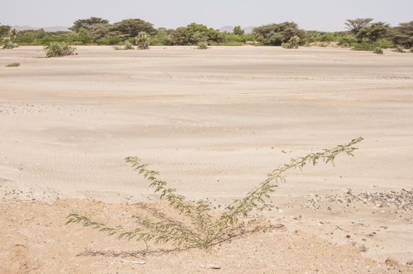 Africa:  Kenya; North Rift District, Turkana Land, drive from Eliye Springs on Lake Turkana's West Side to Lodwar, Kalatum River bed, now dry, (tributary to Turkwel River), invasive prosopis (pea family) growing on bank