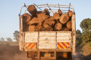 East Africa, Kenya: Mara River Basin, No Water No Life Expedition to the Mau Forest: South Western Mau Catchment, truck full of cut logs