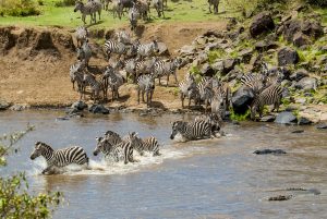 Kenya:  No Water No Life Mara River Expedition, Maasai (aka Masai) Mara National Reserve, Mara Conservancy, Mara Triangle, Mara River Basin, zebra crossing the Mara River