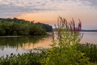 US:  New Jersey, (Raritan River Basin), headwaters of the South Branch of the Raritan River. Purple loosestrife growing on shore of Budd Lake