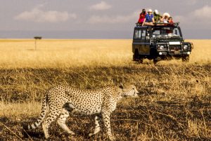 Kenya: Maasai (aka Masai) Mara National Park, female Cheetah ('Acinonyx jubatus') walking in front of safari vehicle.