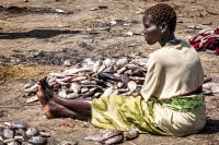 Africa:  Kenya; North Rift District, Turkana Land, Ferguson Gulf (on Lake Turkana) tilapia fish market in village of Natari, a Turkana fishermen's coop, women scaling and cleaning fish