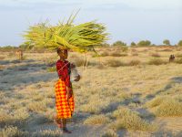 East Africa, Kenya, Northern Frontier District, northwest shore of Lake Turkana, Turkana village of pastoralists near Lobolo Camp, woman named Naweti, carrying bottle of water and reeds for fodder from lake shore