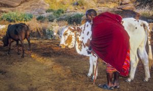 Kenya: Amboseli National Park, Saruni's village, Saruni with cows.