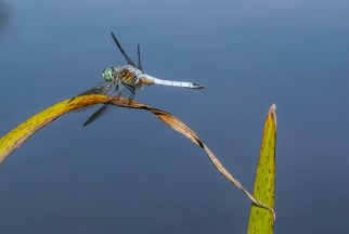 USA:  New Jersey,  Upper Raritan Basin, Tewksbury Township, Mountainville,dragonfly, locally called a “blue bottle,” resting on pond-side vegetation at cottage