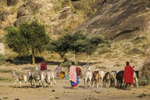 Kenya: Amboseli National Park, Maasai (aka Masai) people with cattle
