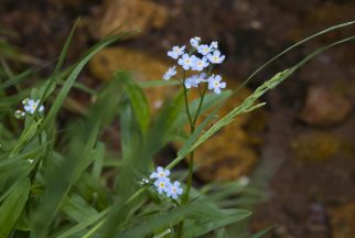 USA:  New Jersey, Peapack, Upper Raritan Watershed Association, stream water monitoring training, in the field, Peapack Brook in North Branch of Raritan River watershed, forget-me-knots