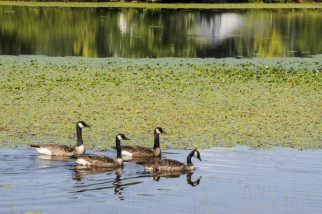 USA:  New Jersey, South Branch of the Upper Raritan River Basin, Califon, pond on Pascale Farm Park on Fairmount Road East, European water chestnut ("Trapa natans"), invasive species, with Canada geese