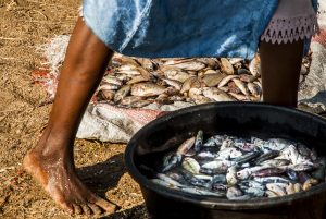Tanzania:  No Water No Life, Mara River Expedition, Musoma (on Lake Victoria), Lakeside Beach Management Unit and fish market, small fish cleaned in bucket of water, and on cloth