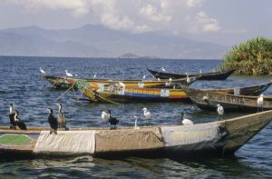 Kenya: Lake Victoria, Kulunga fishing village, Rusinga Isi, Comorants on fishing boats
