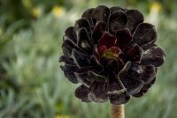 CA: Santa Barbara, dark-purple succulent (Aeonium arboreum)