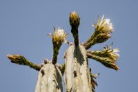 USA California, Santa Barbara, Montecito, cactus in bloom