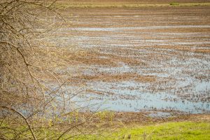 USA: California, west of Sutter, West Butte Road, flooded rice field