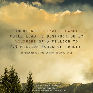 USA: Idaho,  Columbia River Basin, Snake and Salmon River Basins, burning pine trees on White Bird Mountain, possibly because of pine beetle infestations