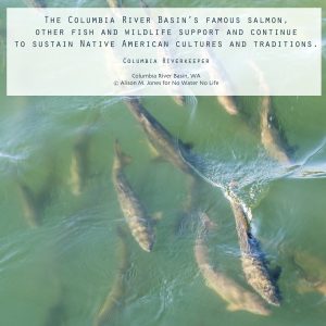 USA:  Washington, Columbia River Basin Expedition'11, Olympia, Chinook hatchery salmon underwater at 5th Avenue Bridge