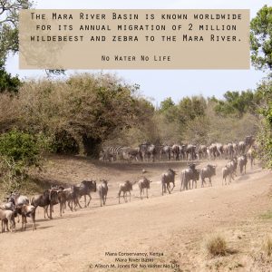 Kenya:  No Water No Life Mara River Expedition, Maasai (aka Masai) Mara National Reserve, Mara Conservancy, Mara Triangle, wildebeest walking from river