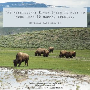 USA:  Wyoming, Mississippi River Basin, Yellowstone National Park, Lamar Valley, herd of bison ("Bison bison"), grazing