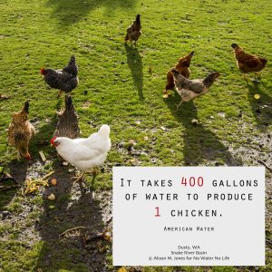 USA:  Washington, Whitman County, The Palouse, Lacrosse, Pioneer Stock Farm, chickens eating kitchen scraps  in barnyard MPR