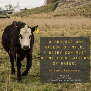 USA:  Washington, Whitman County, The Palouse, Lacrosse, Pioneer Stock Farm, cows with calves MPR