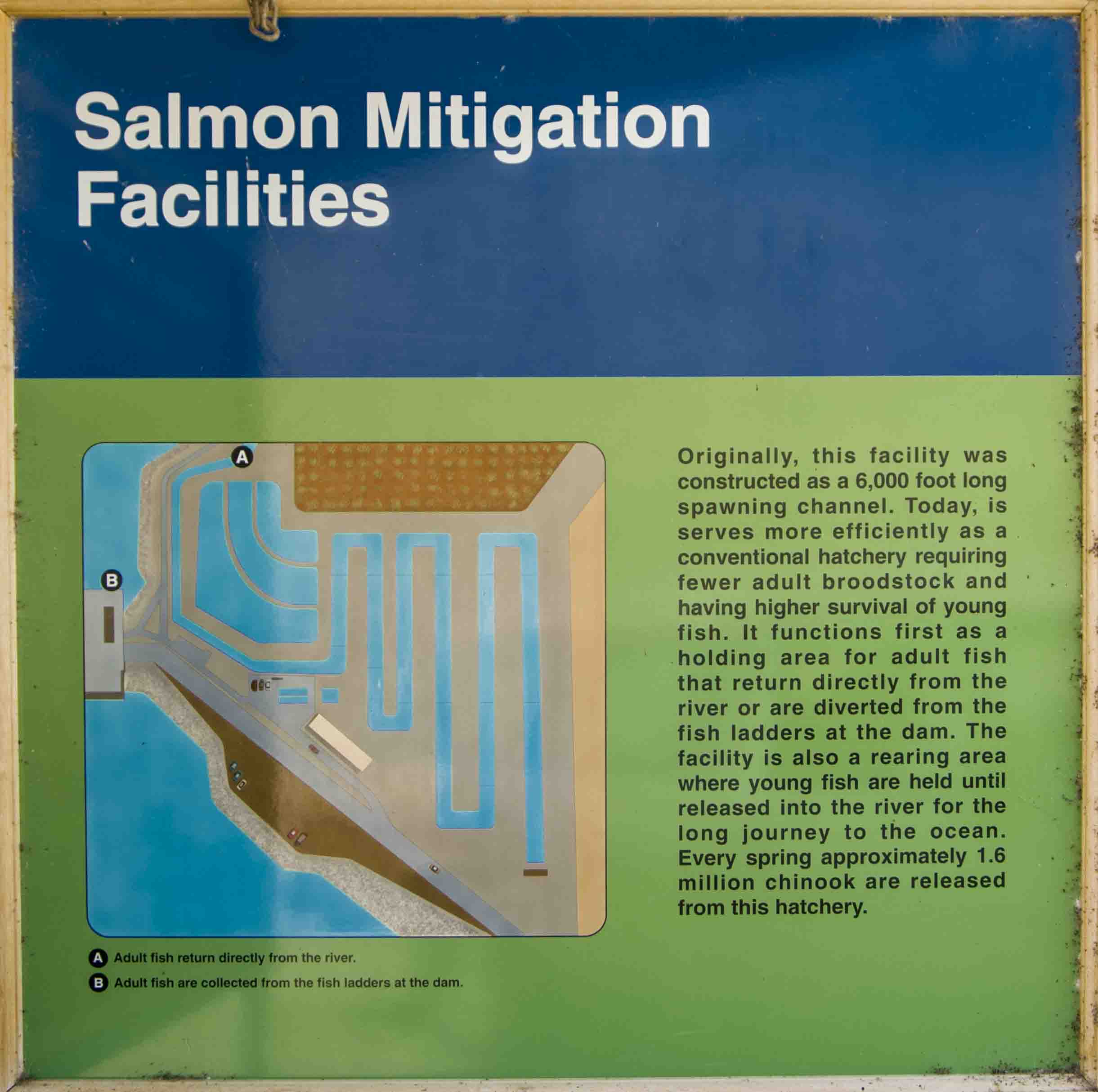 US:  Washington, Columbia River Basin, Wells Dam, signs explaining fish spawning channels and Salmon Mitigation Facilities