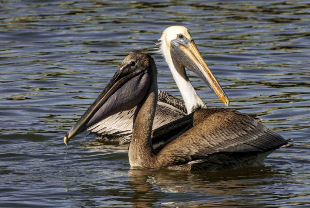 USA:  Louisiana, the Atchafalaya Basin, Grand Isle, brown pelicans (Pelecanus occidentalis) in water at Bridgeside Marina