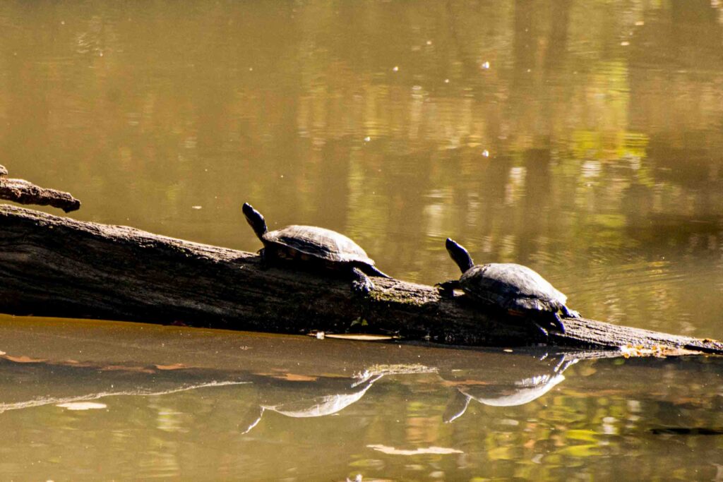 USA: Illinois, Ohio River Basin, Cache River State Park, Heron Pond, Littlte Black Slough Nature Preserve, a wetland of international importance under the Ramsar Convention,  bald cypress and water tupelo swamp,, two turtles on log in river